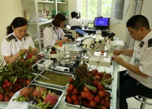Giấy phép kiểm dịch thực vật nhập khẩu